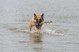 MALINOIS 447